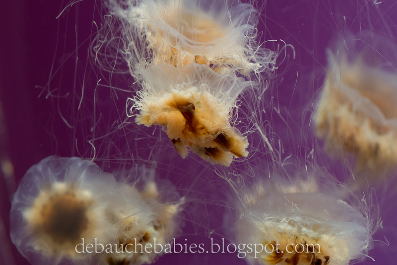 Jeremy DeBauche Photography: DeBauche babies blog &emdash; 