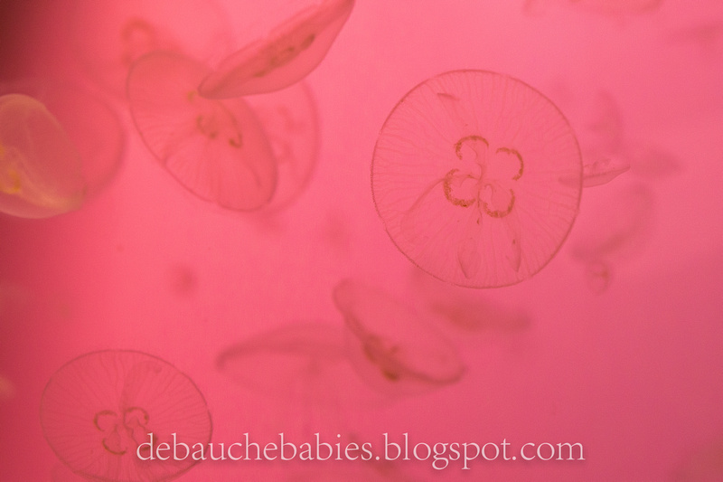 Jeremy DeBauche Photography: DeBauche babies blog &emdash; 