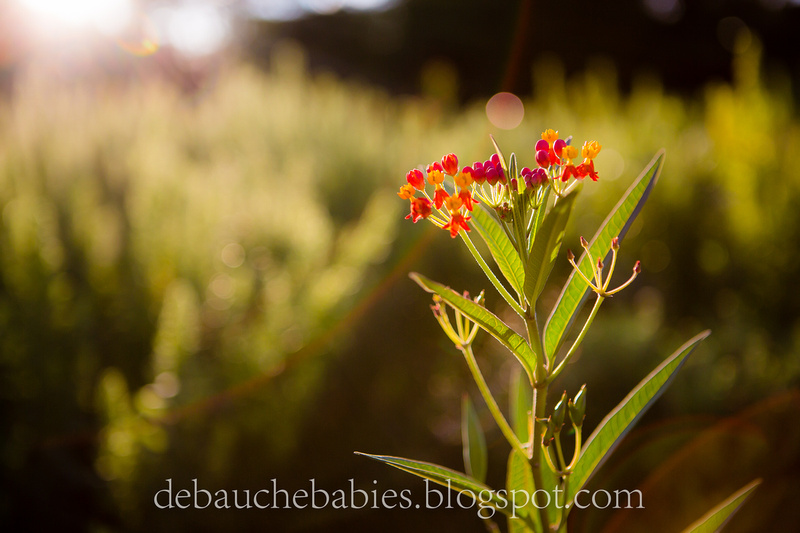 Jeremy DeBauche Photography: DeBauche babies blog  